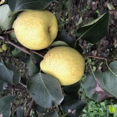 秋天大酥梨求收购商户