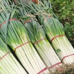 山东临沂市费县铁杆大葱产地直供
