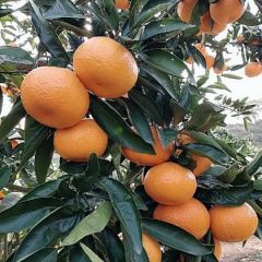 早熟蜜橘，皮薄汁多，果型好，皮毛光亮，产地农户直销，货源