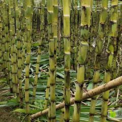 广东清远韶关地区大量黄皮甘蔗上市