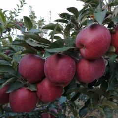 新红星苹果，产地直销