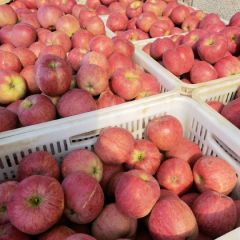 大连瓦房店的苹果，嘎嘎甜，欢迎采购～