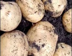 吉林省松原市扶余市沙土地新品种延薯13号特面型土豆