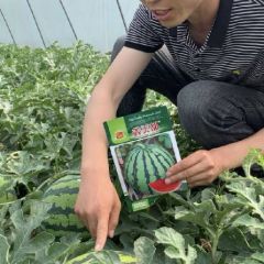 鑫美都西瓜种子，鑫美都