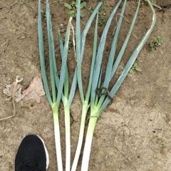 新野铁杆大葱少量上市