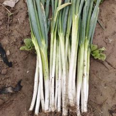 河北省石家庄  腾地，长白大葱极速出售