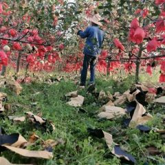 天水花牛，富士，华红