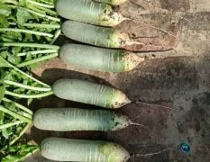 山东肥城水果萝卜陆地货供应，可视频看货
