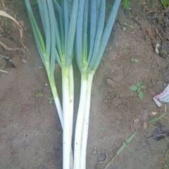 铁杆大葱，白40上