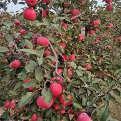 新民市兴隆镇邮农丰果蔬合作社寒富苹果