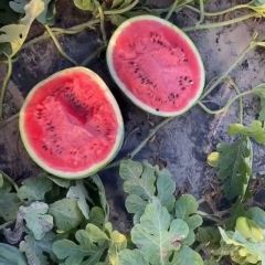 精品甜王，地雷西瓜大量批发。