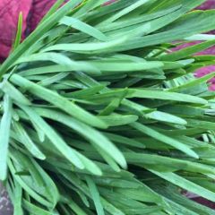 供应滑县精品韭菜二茬