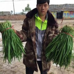 滑县最正宗韭菜,慈周寨乡小岗村王占世