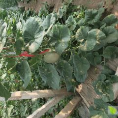 各种哈密瓜 甜瓜蔬菜上市中