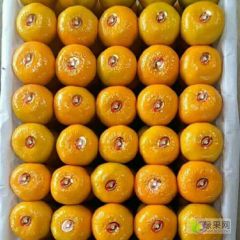特早蜜橘大量上市