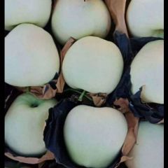 辽宁盖州市大量供应辽南黄元帅苹果