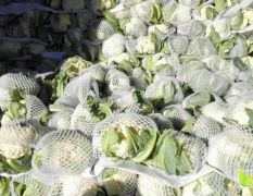 山东济南有机花菜，青梗松花菜大量供应，菜花