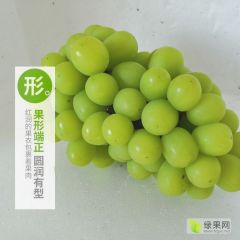 阳光玫瑰价格优惠河北晋州大量上市