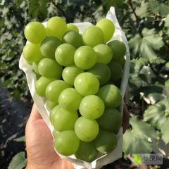 阳光玫瑰葡萄、口感甜多汁、价格美丽、晋州葡萄量大
