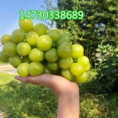 河北晋州精品阳光玫瑰葡萄9月大量上市了