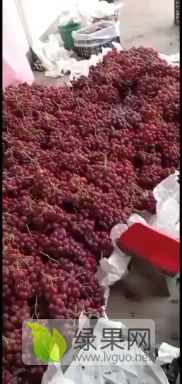 大量供应精品红堤葡萄