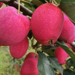 鸡心果产地直销一手货源