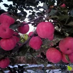 甘肃庆阳宁县优质红富士苹果成熟上市