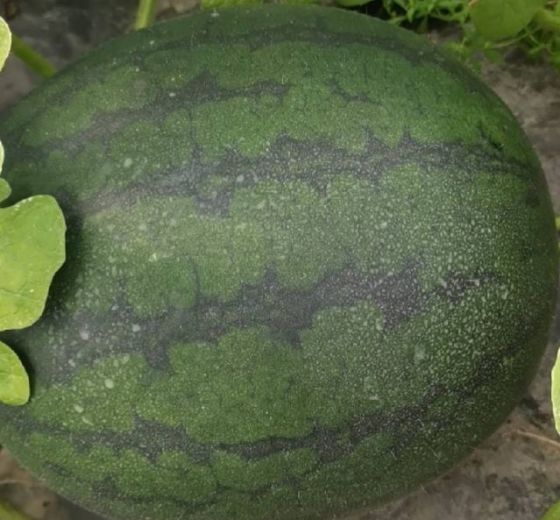 沙蜜佳价格