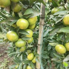 四川蜜桔开始上市了，欢迎各位老板来采购