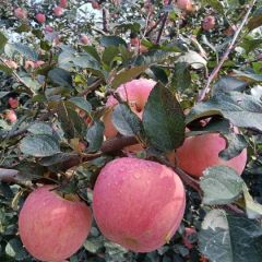 山东纸袋红星苹果大量上市