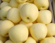 黄元帅苹果大量出售，个头均匀，口感好，保质保量