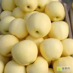 黄元帅苹果大量出售，个头均匀，口感好，保质保量