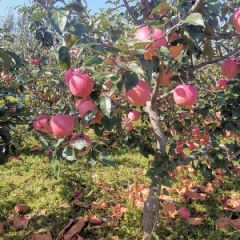 精品寒富，货源紧缺