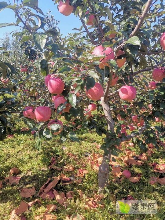 2021年辽宁绥中寒富苹果价格