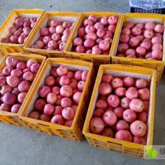 宁夏中卫市沙坡头区纸袋红富士丰收了