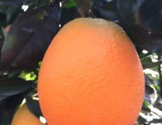 早熟脐橙种植基地 青秋早熟脐橙树苗年供20万株