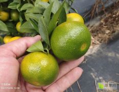 爱沙柑橘种植基地 爱莎柑橘新品种树苗年供15万株