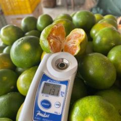 湖南省资兴市东江湖清江镇蜜橘，优质产地，一线品牌