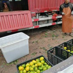 橘子熟了，快来买哟