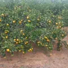 大量求购叶桔沙糖桔脐橙