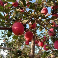 甘肃天水水晶红富士