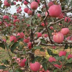 精品富士，火热预订。