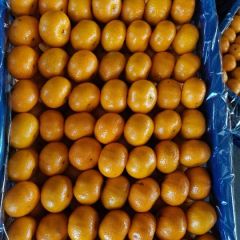 南丰蜜橘(棉桔臭皮柑)