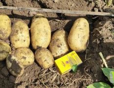 西森土豆大量有货，质量优良，价格优惠！