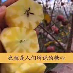 阿克苏冰糖心阳光苹果成熟了