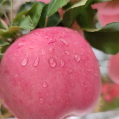 供应 ​【现供应大量优质苹果】-无雹点