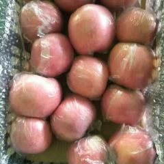 大量供应红富士苹果