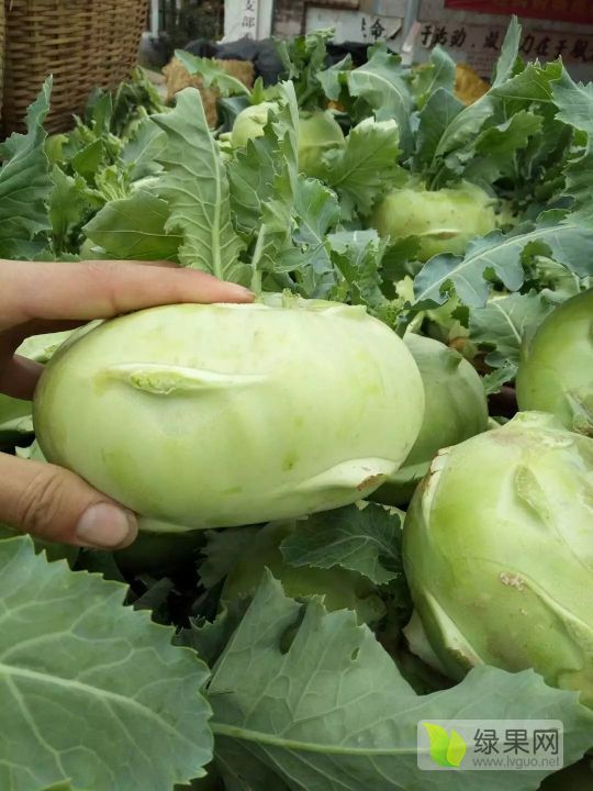 苤蓝大量供应,丕兰疙瘩,青丕兰供应,山东肥城_苤蓝价格行情_蔬菜商情