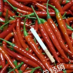 泰国目前最先进的艳红辣椒品种——泰国香艳
