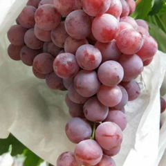 陕西红提葡萄现货出售